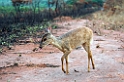Pampas Deer03-01
